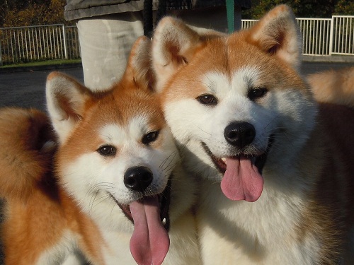 10 sự thật thú vị về chó Akita Inu mà bạn chưa biết?