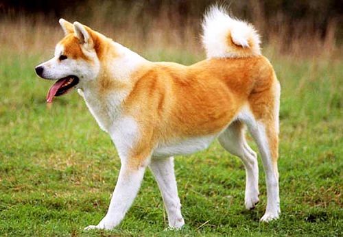 10 sự thật thú vị về chó Akita Inu mà bạn chưa biết?