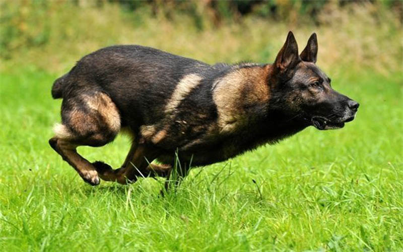 5 lời khuyên của trường huấn luyện chó sài gòn 125 khi huấn luyện chó Becgie