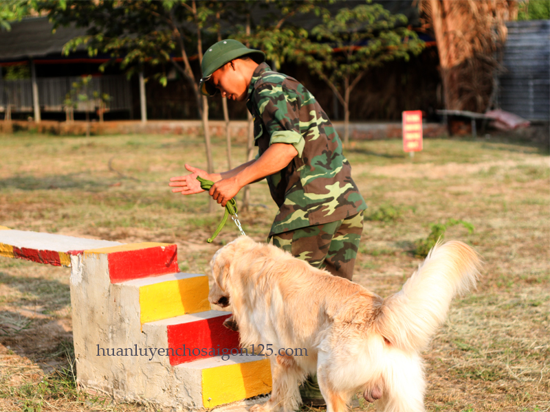 Quy tắc huấn luyện chó Golden cơ bản bạn đã biết chưa?