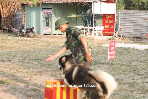huấn luyện chó husky tại trường huấn luyện chó sài gòn 125