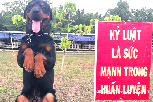 nơi huấn luyện chó nghiệp vụ tốt nhất tại Thành phố Hồ Chí Minh