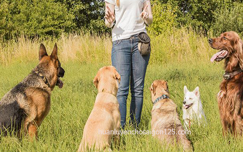 5 lệnh giúp chó an toàn được dạy tại trường huấn luyện chó sài gòn 125