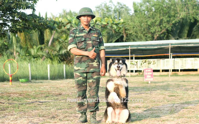 5 lệnh giúp chó an toàn được dạy tại trường huấn luyện chó sài gòn 125