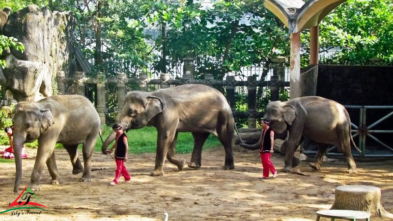 Saigon Zoo And Botanical Gardens: The Place For Spending Time On The  Weekend - Lily'S Travel Agency