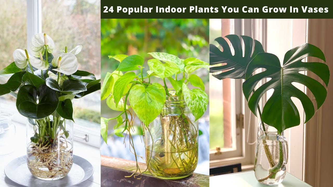 24 Popular Indoor Plants You Can Grow In Vases - Youtube