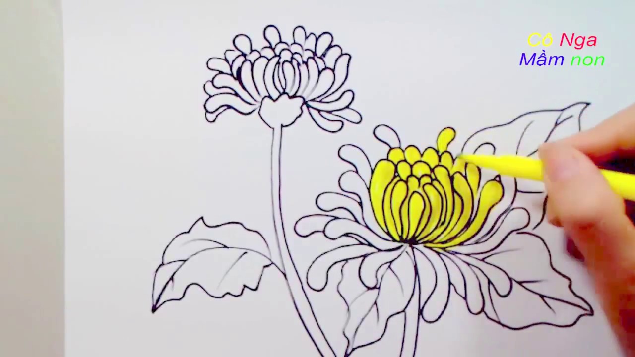 Vẽ Hoa Cúc Đơn Giản- Cách Vẽ Hoa Cúc - Drawing A Daisy - Youtube