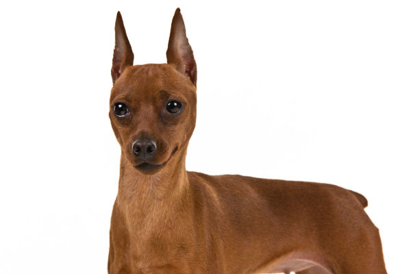 Little Dog, Giant Personality: The Miniature Pinscher – American Kennel Club