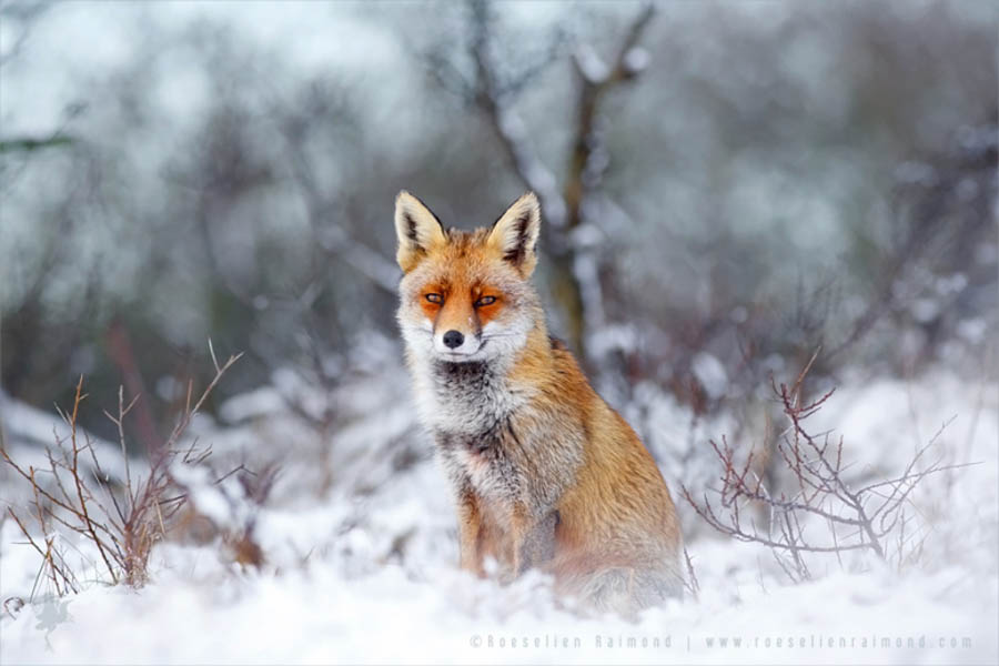 Red Foxes In The Snow, The Story Behind