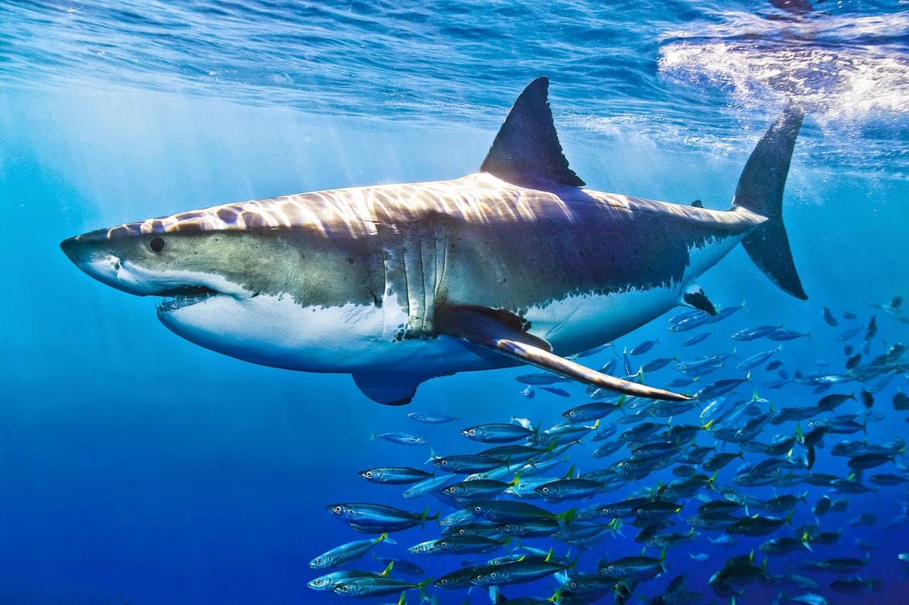Top 50 Hình Ảnh Cá Mập Đại Dương Ngầu Đẹp Cực Kỳ Ấn Tượng