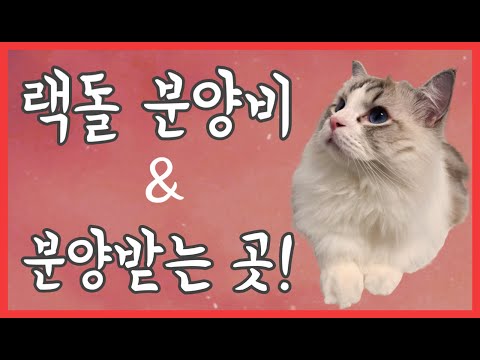 랙돌 분양비 펫샵 가정분양 캐터리 비교분석(재업로드)