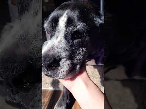 just a cute dog laying down in the sun 😁