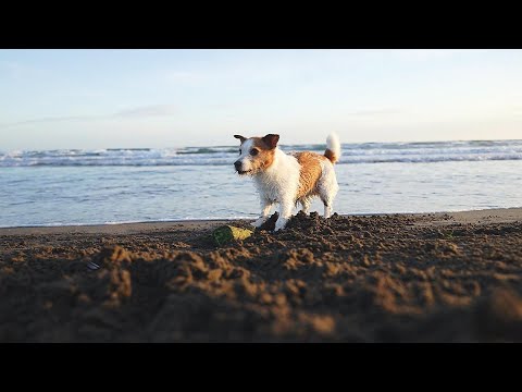 Veterinarian Warns Dog Owners of Sand Impaction