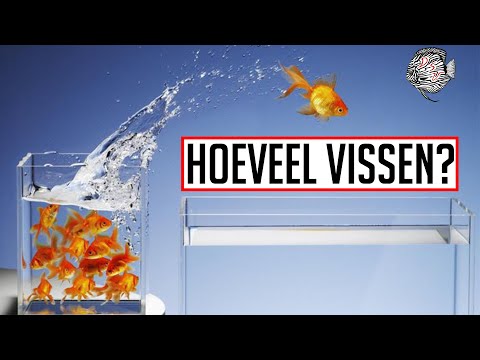 Hoeveel aquariumvissen in jouw aquarium plaatsen? | Aquarium Sunshine Valley