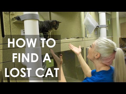 How to Find a Lost Cat