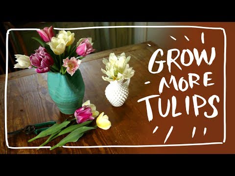 Secret to Multiply Tulips