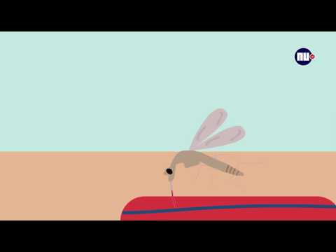 Wat gebeurt er als een mug je prikt