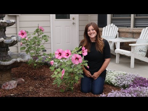 Planting Some Gorgeous Hibiscus! 🌺💚// Garden Answer