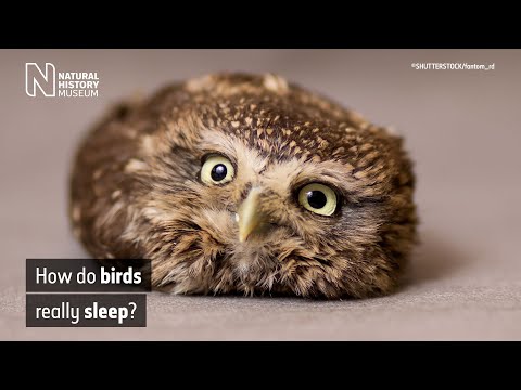 How do birds really sleep? | Natural History Museum