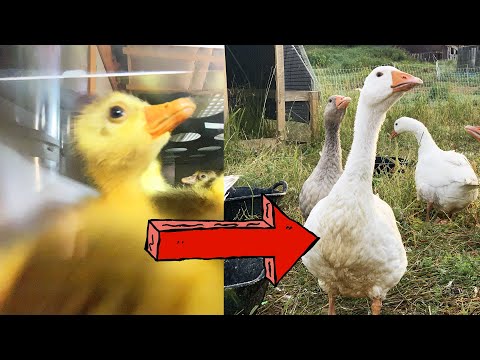 From Egg to Goose in 6 Minutes (TIMELAPSE)