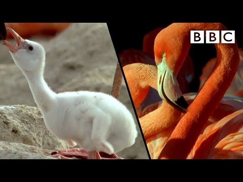 How baby flamingos get their pink colour | Animal Super Parents - BBC