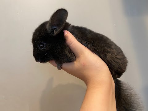 How Long Do Chinchillas Live For? | Chinchilla Lifespan