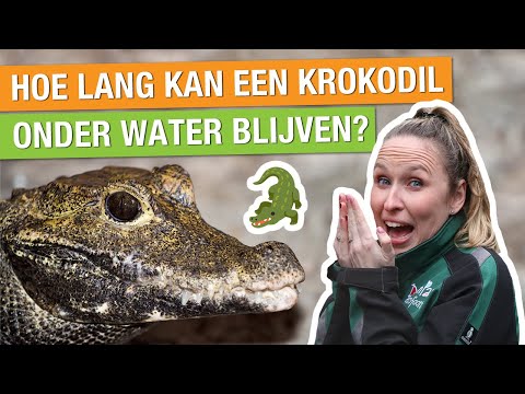 DIT MOET JE WETEN OVER KROKODILLEN + KIJK MEE MET DE VERZORGING! 🐊 | Carlijns Dierenvraag #25