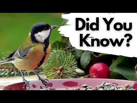 Things you need to know about the GREAT TIT!