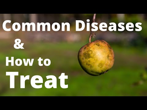 10 Common Apple Tree Diseases and How to Treat Them