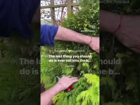 How to cut back overgrown conifers