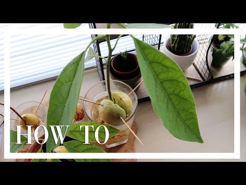 HOW TO AVOCADO PIT LATEN GROEIEN  | Kim van Haren