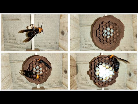 HOW DO WASPS MAKE THEIR NESTS TAKE A CLOSER LOOK,VESPA MANDARINIA,MURDER HORNET