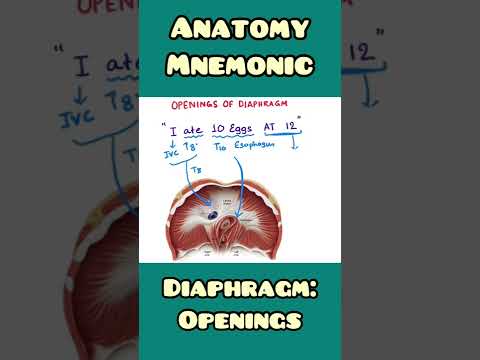 Diaphragm: openings - mnemonic | #shorts