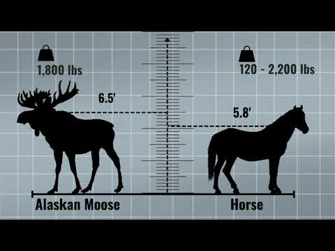 How tall is a moose - Moose height comparison