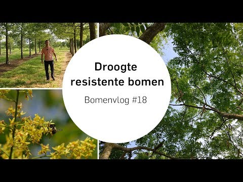 Welke bomen kunnen goed tegen de droogte? | Bomenvlog #18