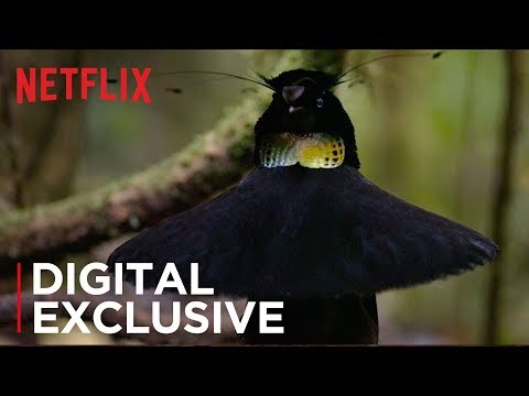 Our Planet | Birds Of Paradise | Exclusive Clip | Netflix