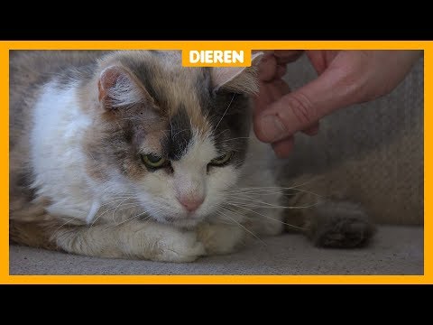 Weggelopen poes na 17 jaar (!) weer terug