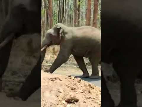 How Fast Can an Elephant Run?