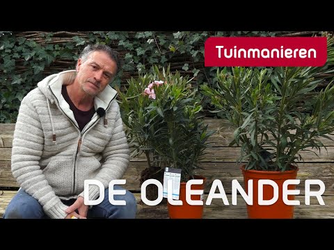 De Oleander, hoe en wat? | Snoeien | Tuinmanieren