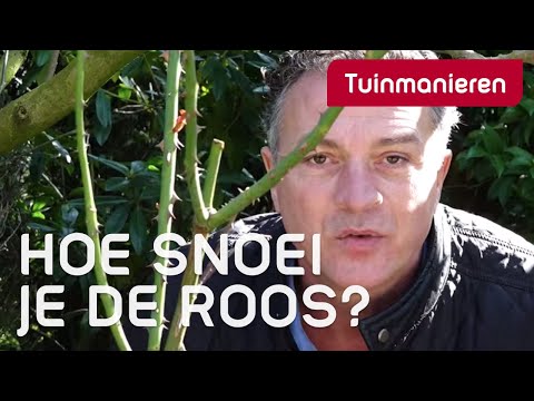 De roos snoeien in het voorjaar: hoe doe je dat? | Tuinmanieren