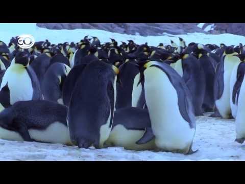 Pinguins Undercover - de bloopers