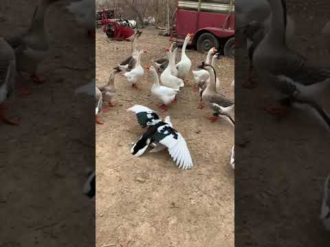 Muscovy Duck Breeding With Geese Watching