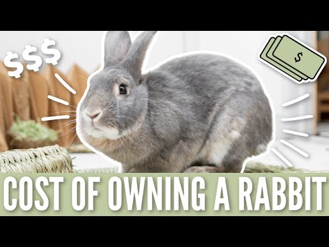 The Cost of Owning a Rabbit 💵