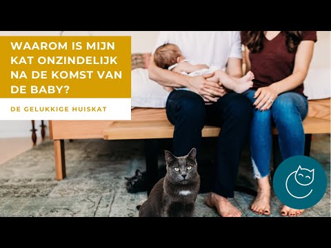 WAAROM IS MIJN KAT ONZINDELIJK NA DE KOMST VAN DE BABY? - De gelukkige huiskat - Kattengedrag