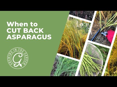 When to CUT BACK ASPARAGUS