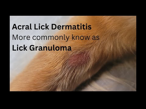 How to stop excessive licking on a dog, in the leg or paw area Treating a Lick Granuloma