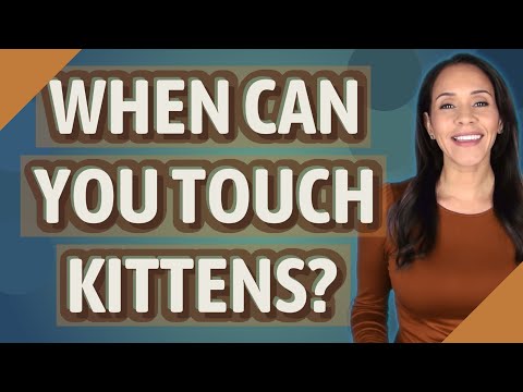 When can you touch kittens?