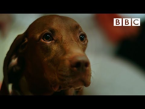 Can dogs tell the time? 🐶 | Inside the Animal Mind - BBC