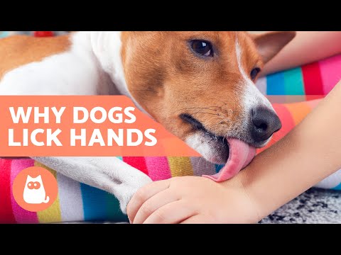 Why Does My DOG LICK My HANDS? 🐶👅🖐🏻 (5 Reasons)