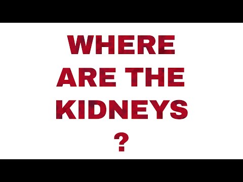 Where are the kidneys?